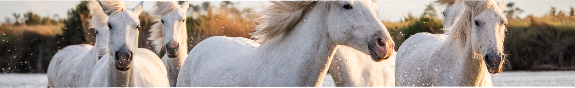Horses & Gifts Giftcard