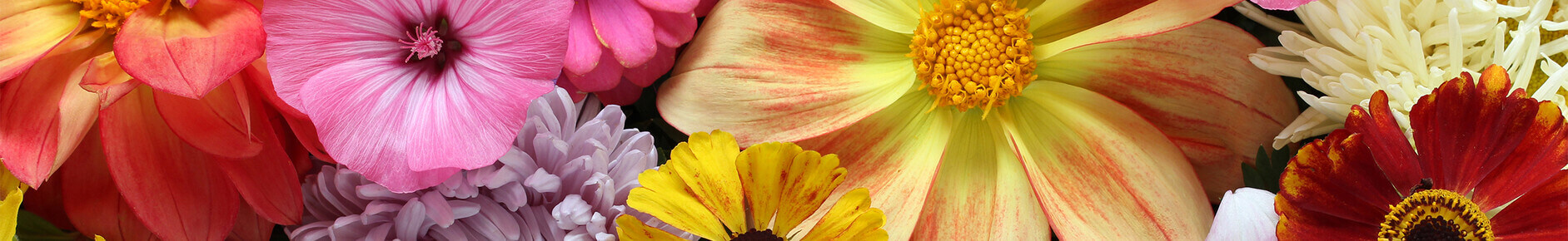 Topbloemen Cadeaukaart banner